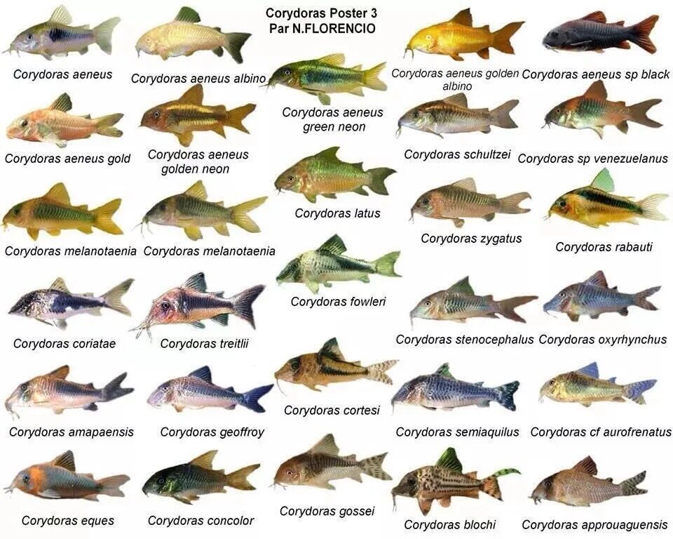 Название пород рыб. Коридорасы аквариумные рыбки совместимость. Аквариумные рыбы список с названиями. Коридорас Воробей. Сом коридорас разновидности.