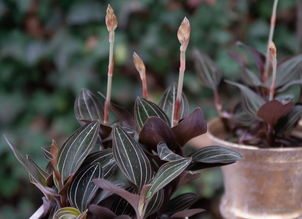 лудизия доусона. лудизия драгоценная орхидея. лудизия драгоценная орхидея. орхидея лудизия дисколор. лудизия дисколор.