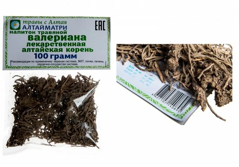 Корни растение валериана лекарственная. Корневища с корнями валерианы лрс. Valeriana officinalis корень. Valeriana officinalis сырье. Валериана лекарственная корневище.