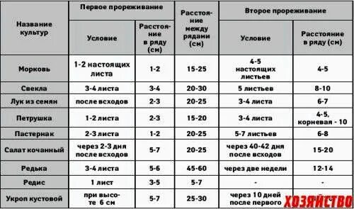 Через сколько дней взойдет капуста после посева. Через сколько дней всходит морковь. Через сколько после посева всходит морковь. Через сколько всходят семена моркови. Сколько после посадки семян морковь.