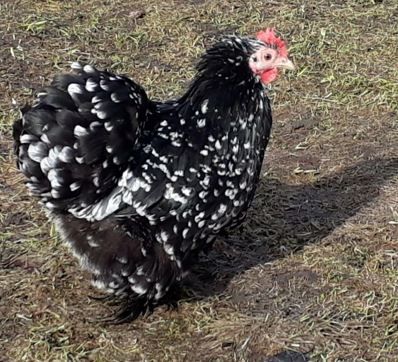 Австралорп черный пестрый. Австралорп пестрый. Австралорп порода кур. Австралорп куры. Австролорп чëрно пëстрый.