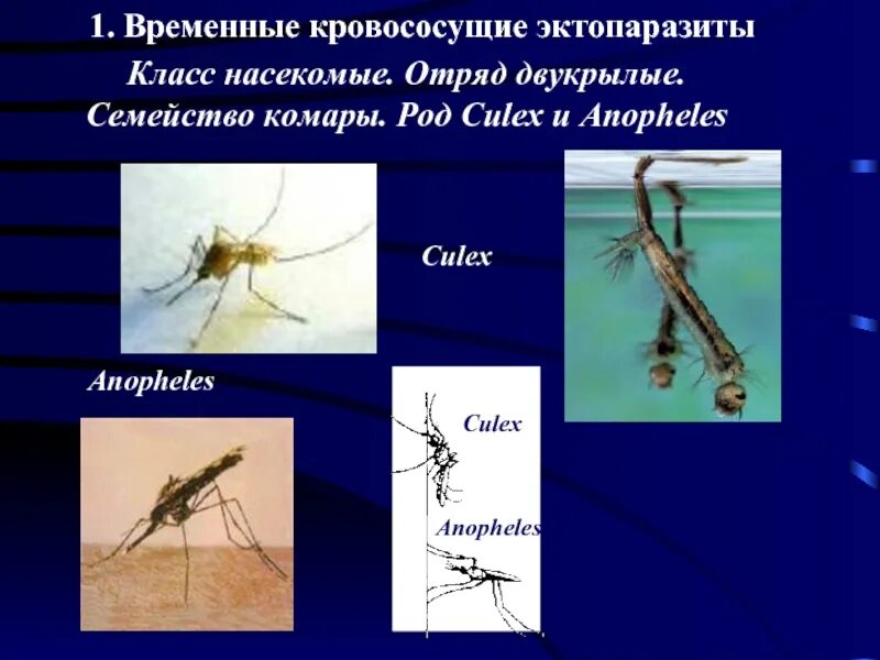 Отряд двукрылые тип членистоногие род. Имаго комаров рода culex. комары рода anopheles culex aedes. временные кровососущие эктопаразиты. временные эктопаразиты насекомые.