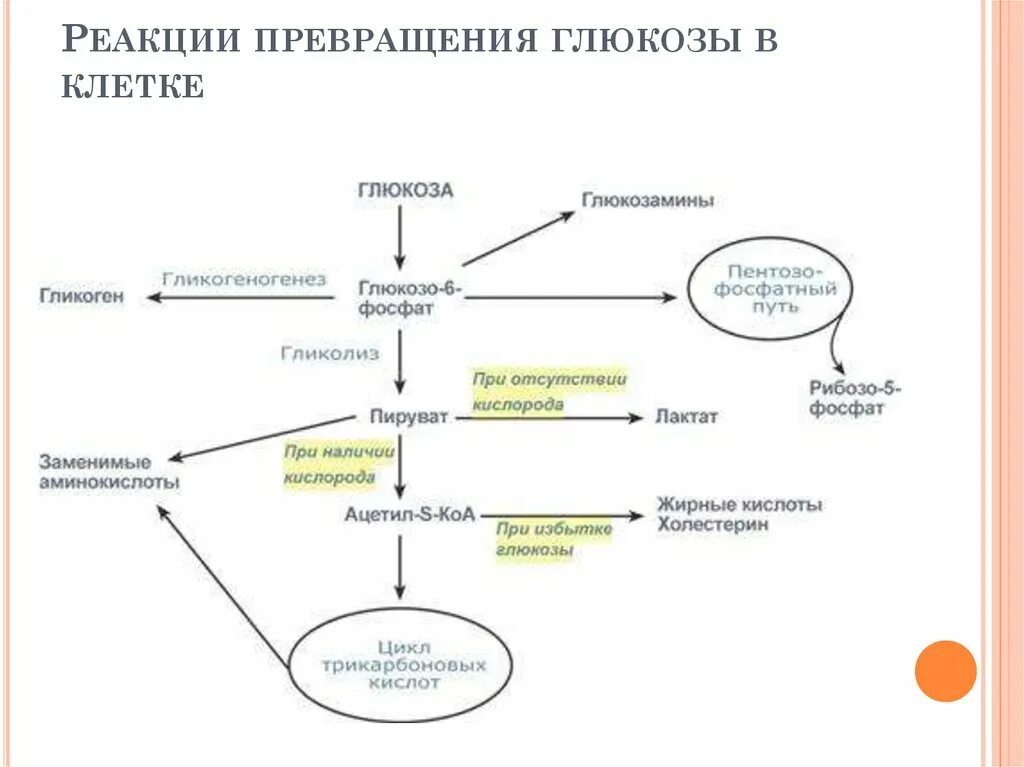 Общая схема превращения Глюкозы. Общая схема превращения Глюкозы в организме. Реакция организма на глюкозу