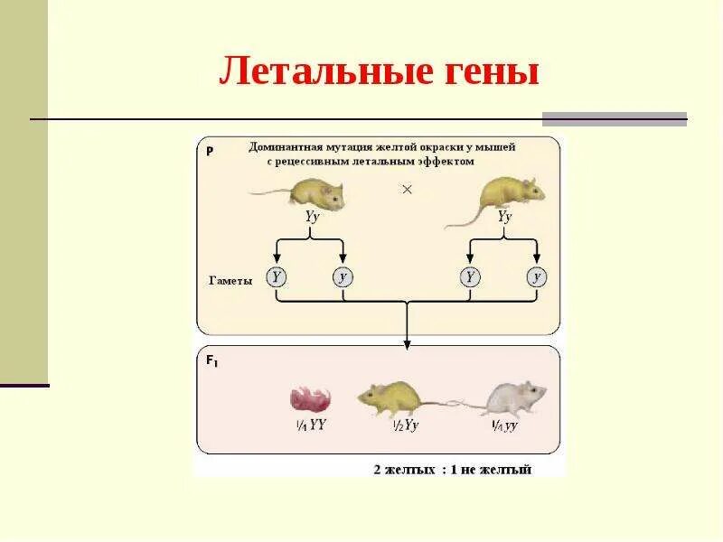 Доминантные признаки мыши. Летальные гены Тип наследования. Примеры летального действия генов. Летальный ген пример. Примеры летальных генов у человека.