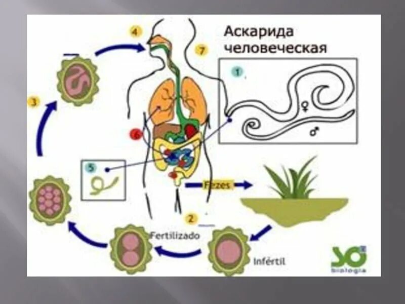 Человеческой аскаридой и человеком. Аскарида человеческая пути заражения. Схема развития аскариды. Цикл заражения аскаридами. Схема заражения аскаридой человеческой.