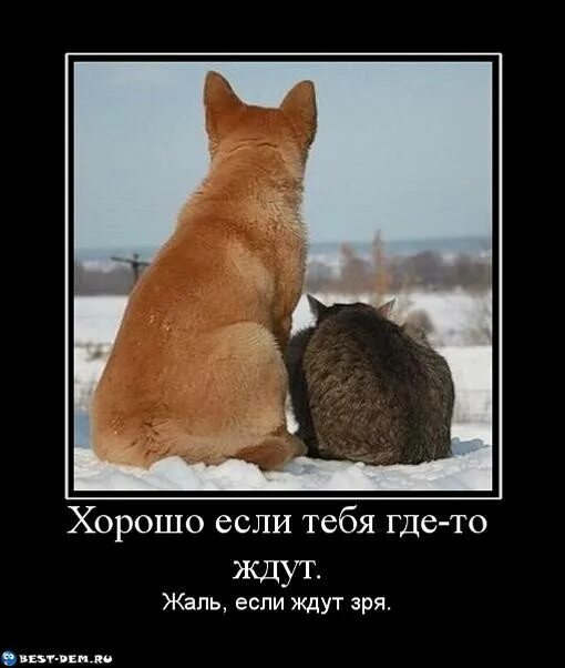 Тогда жду. Жду демотиватор. жду тебя. картинка где ждут. демотиваторы жду тебя.