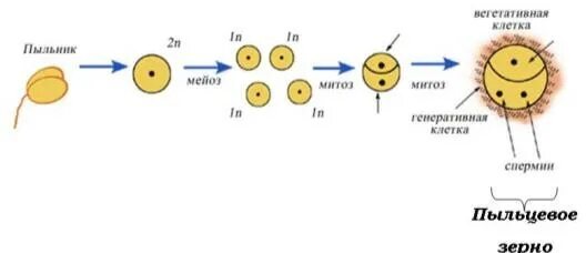 Созревание пыльцы. Схема развития мужского гаметофита. Схема развития мужского гаметофита у цветковых растений. Схема развития мужского гаметофита у цветковых. Образование женского гаметофита у покрытосеменных схема.