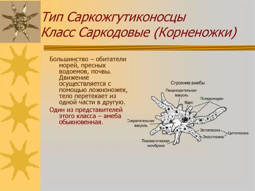 Амеба систематика. Тип Саркожгутиконосцы класс Саркодовые. Представители класса Саркодовые корненожки. Таблица по биологии 7 класс Саркодовые корненожки. Класс Саркодовые систематика.