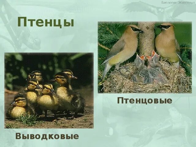 Типы птенцов. Выводковые птенцы. птенцы выводковые и гнездовые. выводковые и птенцовые птицы. выводковые птицы представители.