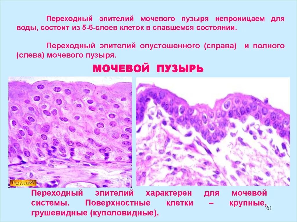 Слои переходного эпителия