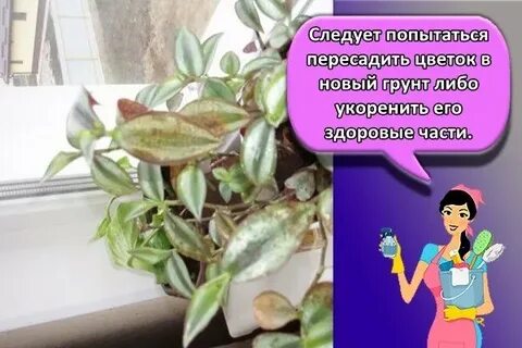 Традесканция приметы