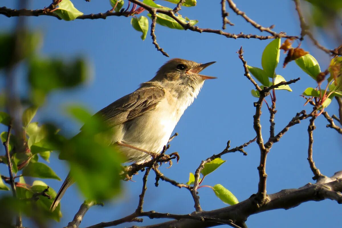 Luscinia megarhynchos. Южный Соловей. Южный Западный Соловей. Крымский Соловей.