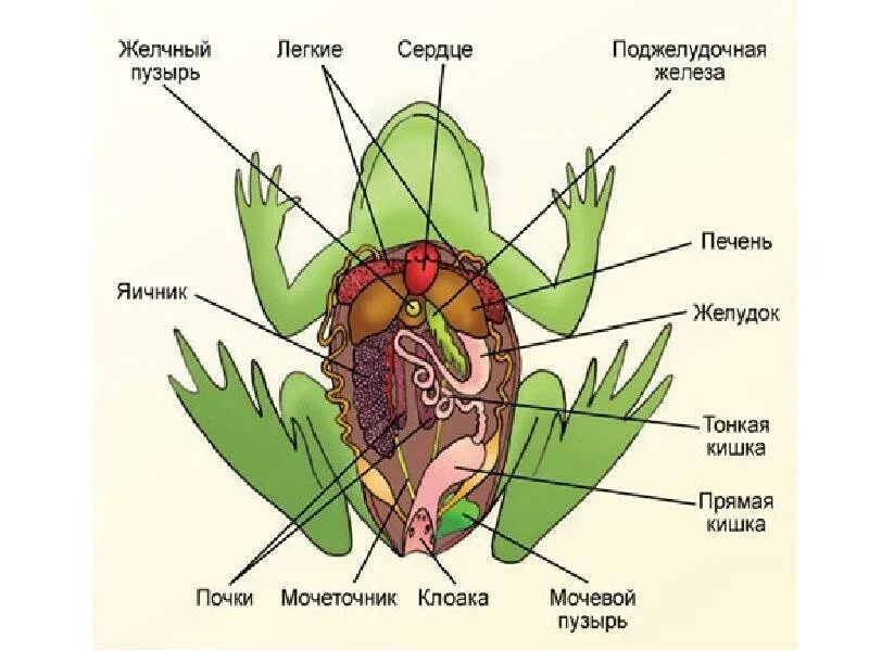 Функции пищеварительной системы земноводных. Пищеварительная система амфибий схема. пищеварительная система земноводных схема. пищеварительная система земноводных 7. земноводные строение пищеварительной системы.