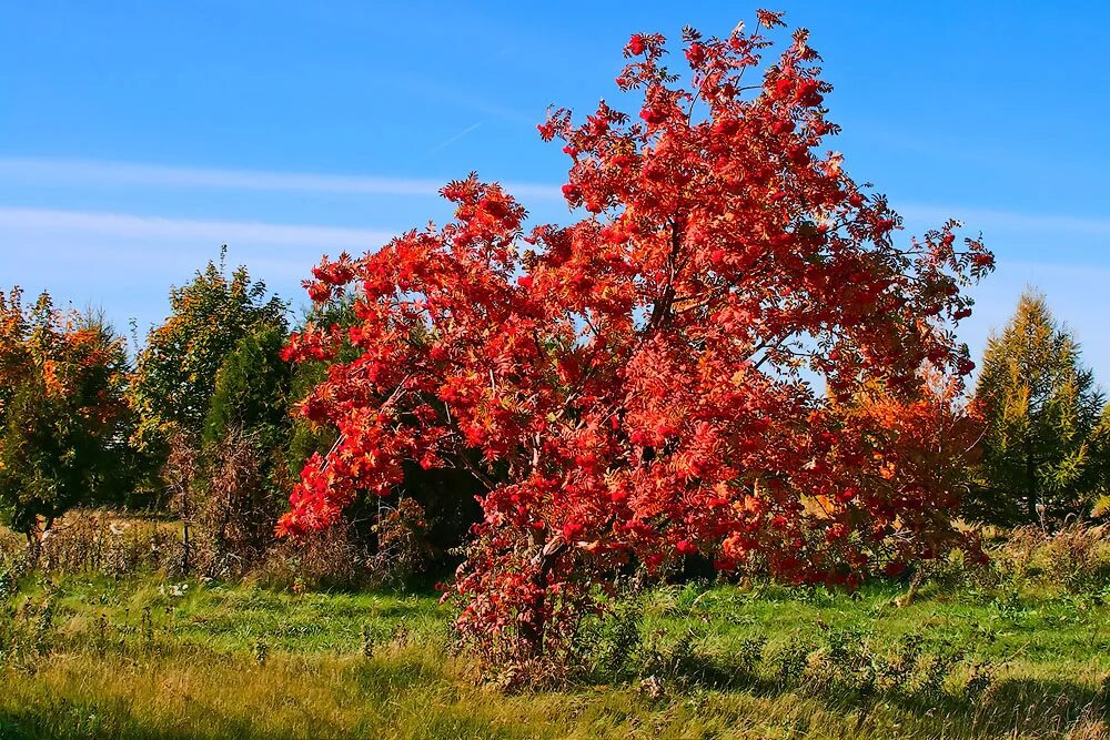 Рябина дерево осень. Рябина обыкновенная дерево красное. Арония красная куст. Калина красная дерево. Рябина обыкновенная куст.