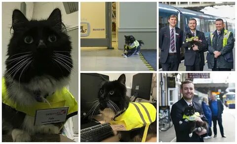 Cat jobs