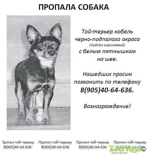 Как назвать собаку той терьера девочку. Сообщение той терьер. доклад про собаку той терьер. интересные факты о той терьерах. интересные факты русский той терьер.