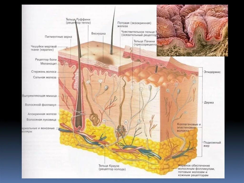 Строение и функции производных кожи. Кожный Покров гистология. Анатомия кожи и ее производных.. Кожа и ее производные строение. Строение производных кожи.