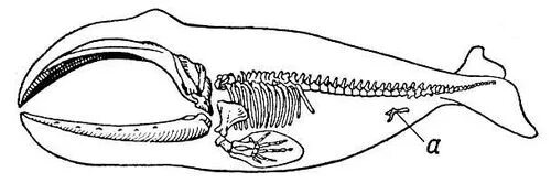 Ласты кита и роющие конечности. Скелет кита рудименты. Пояс задних конечностей у китообразных. Рудименты тазового пояса кита. Рудимент задних конечностей кита.