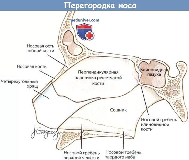 Гребень перегородки