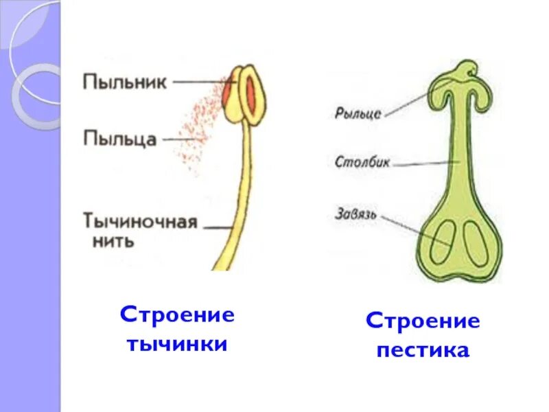 Строение цветка пестик и тычинка. Строение пестика и тычинки. Строение пестика и тычинки биология 6. Строение пестика рисунок. Пыльца цветковых формируется в