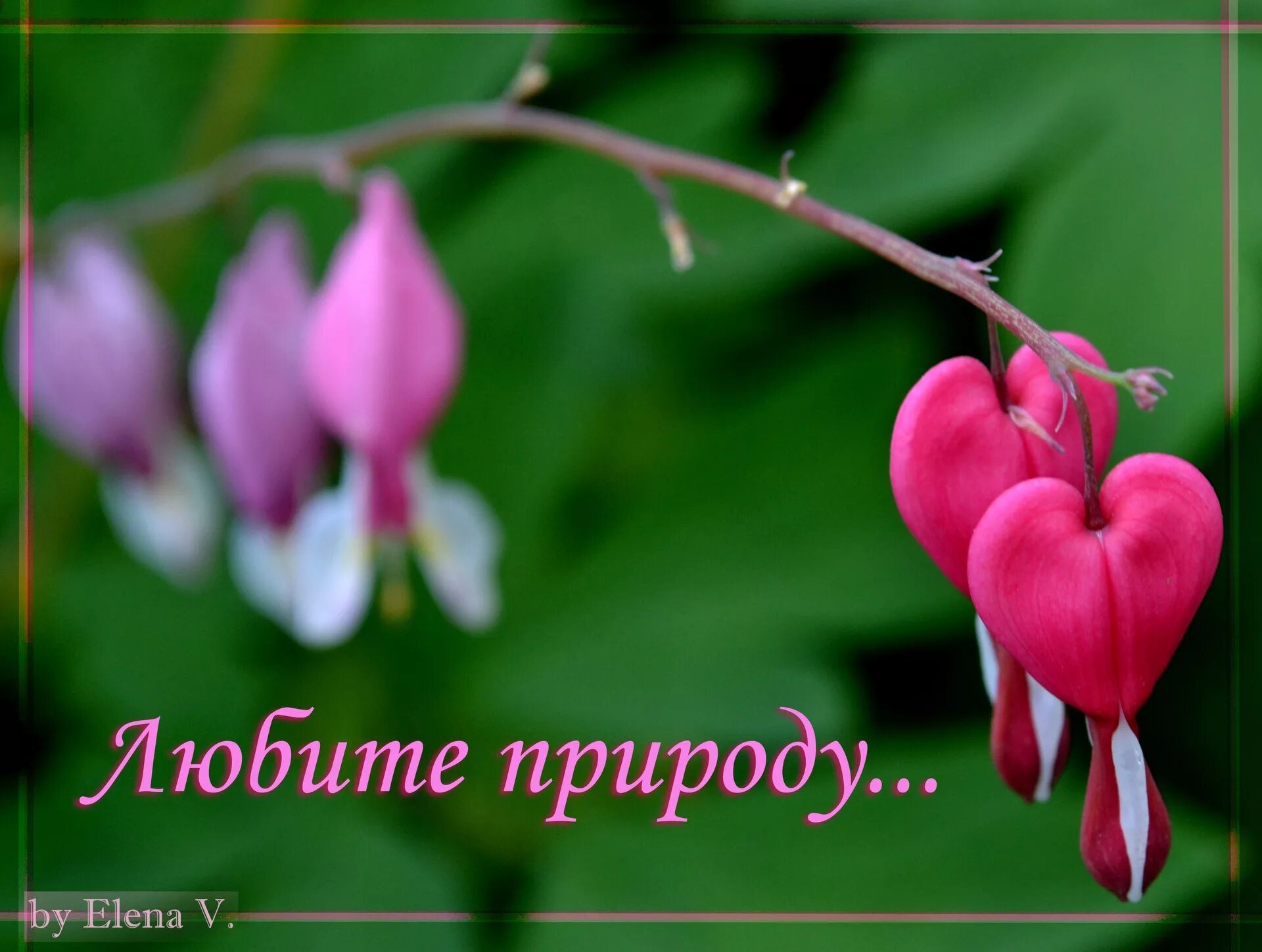 Нужно любить природу. Любите природу. Обожаю природу. Любите природу картинки. Люблю природу открытка.