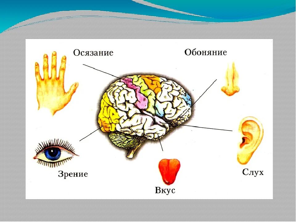 Система органов чувств человека функции. Органы чувств человека осязание обоняние. система органов чувств человека. нервная система и органы чувств человека. анализаторы обоняния осязания и вкуса.