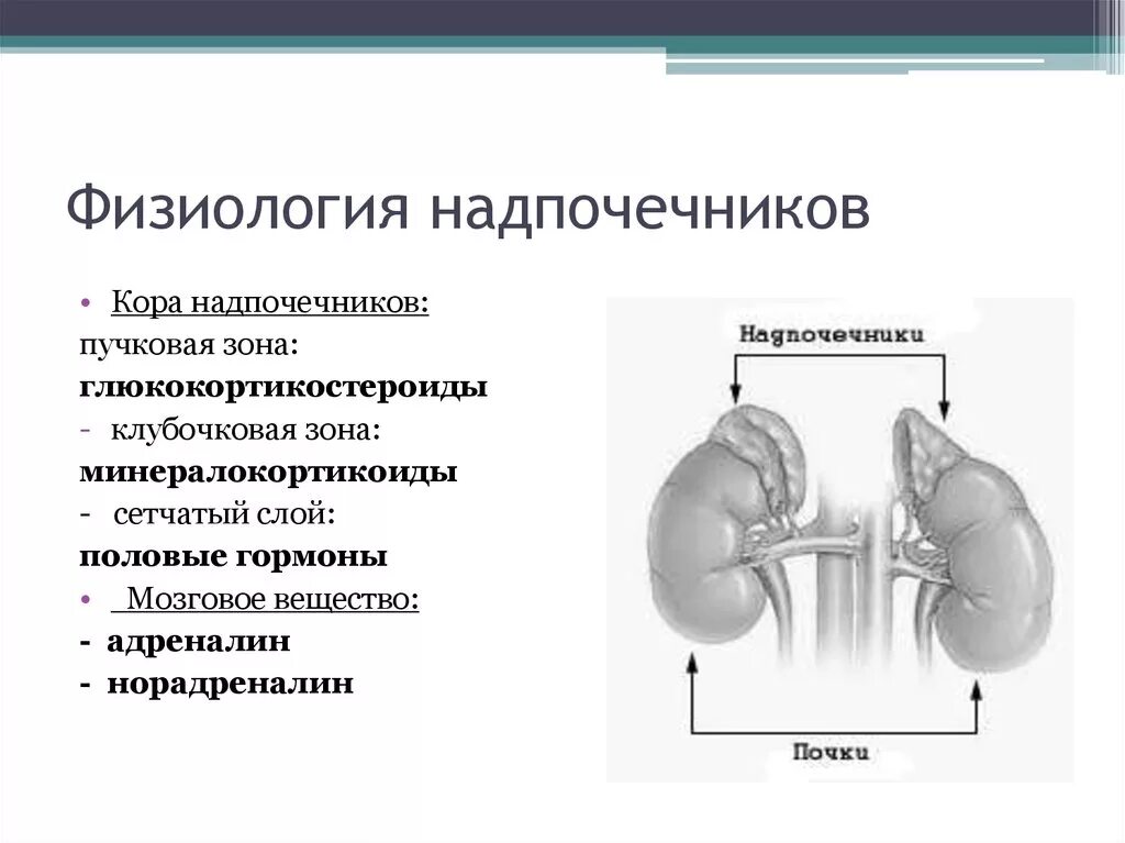 Клубочковая и пучковая зона надпочечников. Функции гормонов коры надпочечников физиология. Надпочечники клубочковая зона пучковая зона. Клубочковая пучковая и сетчатая зоны коры надпочечников.