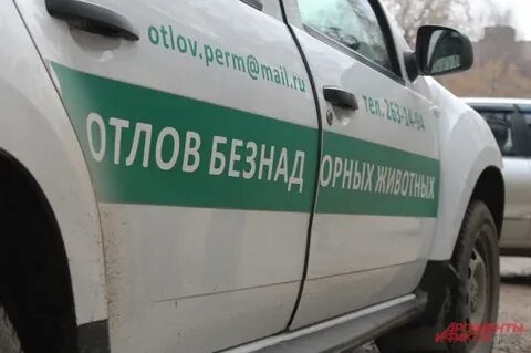 Номер телефона службы отлова собак