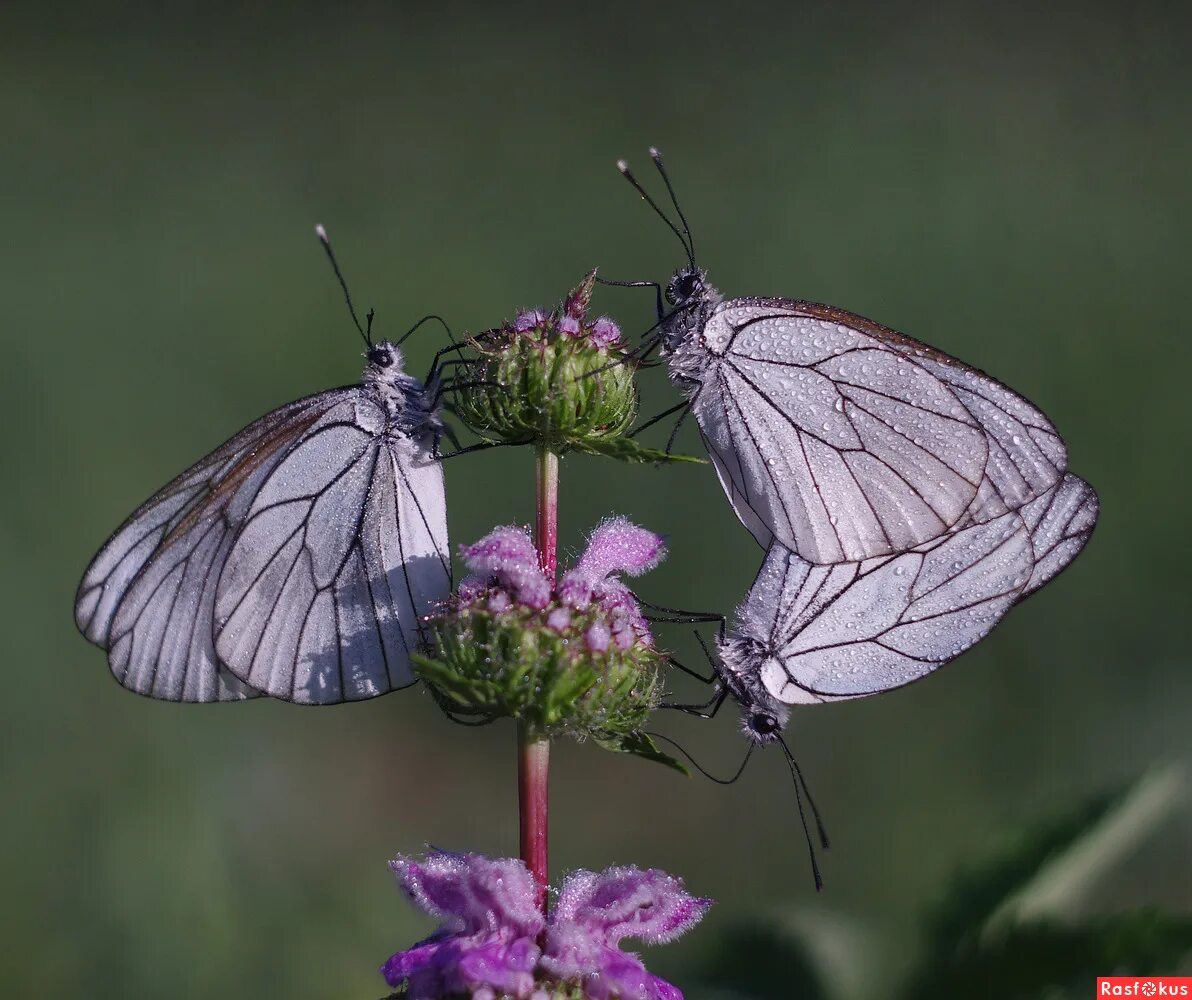 Ходить на цирлах что такое. На цырлах. Бабочка боярышница. На цырлах значение. Ходить на цырлах что это значит.
