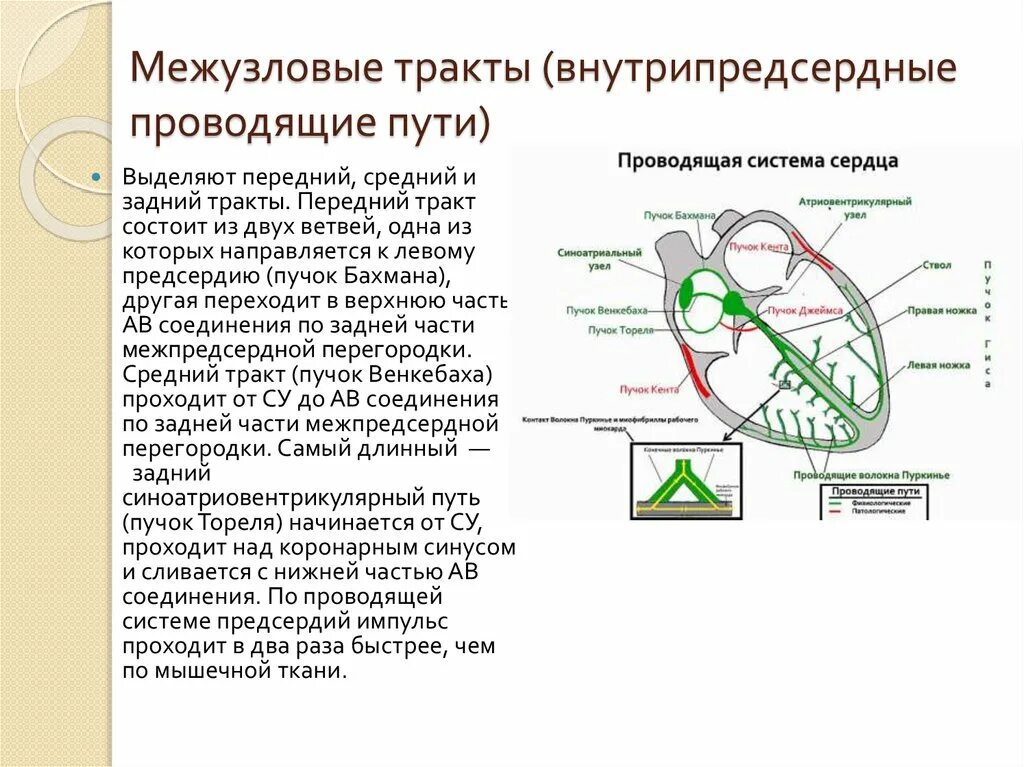 Тракты сердца. Тракты сердца