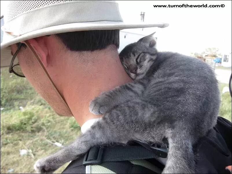 Почему кошка лезет в лицо. Кот на шее у человека. кот на плечах. кошка сидит на плече.