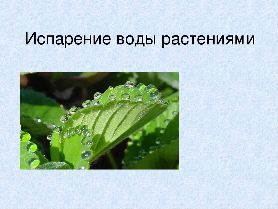 Транспирация воды у растений. Транспирация у растений 6 класс. Испарение воды растениями. Испарение воды листьями.