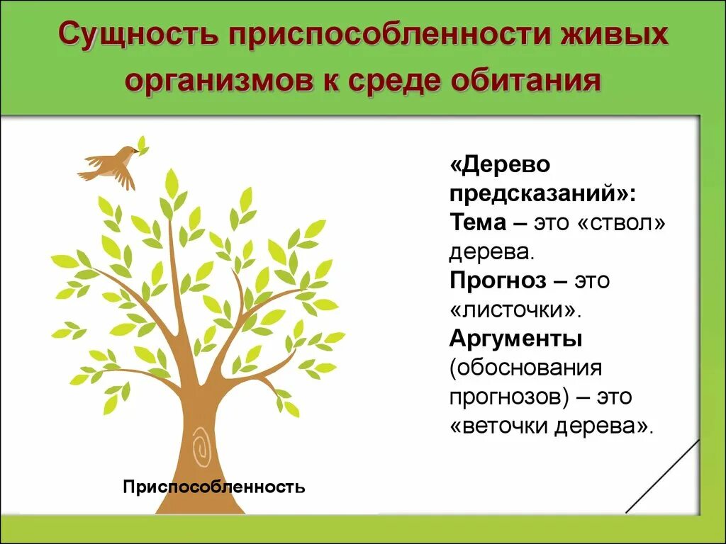 Какие среды обитания освоил клен. Приспособленность к среде обитания. Приспособленность живых организмов к среде. Приспособление деревьев к среде обитания. Дерево приспособление к среде.