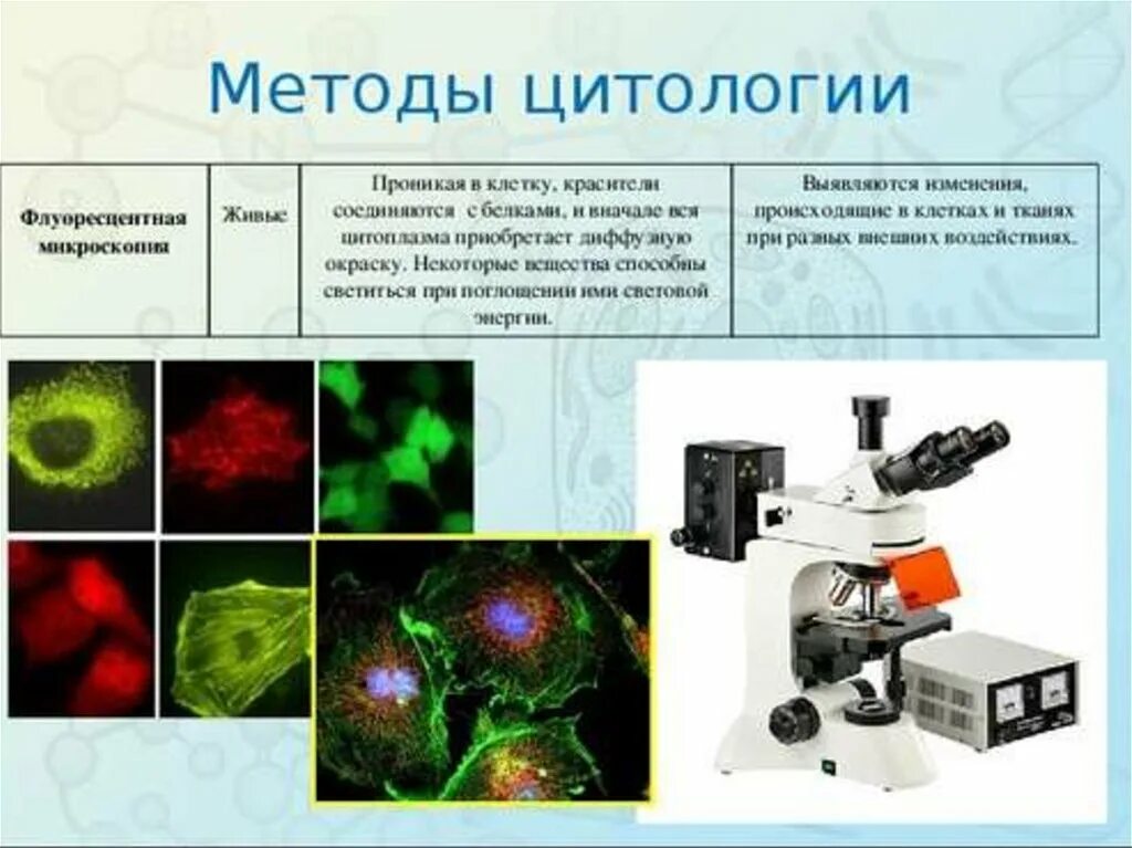 Цитологии методы исследования цитологии. Методы цитологии 1) микроскопия. Световая микроскопия метод цитологии. Флуоресцентные красители для микроскопии. Какие методы исследования представлены на рисунках