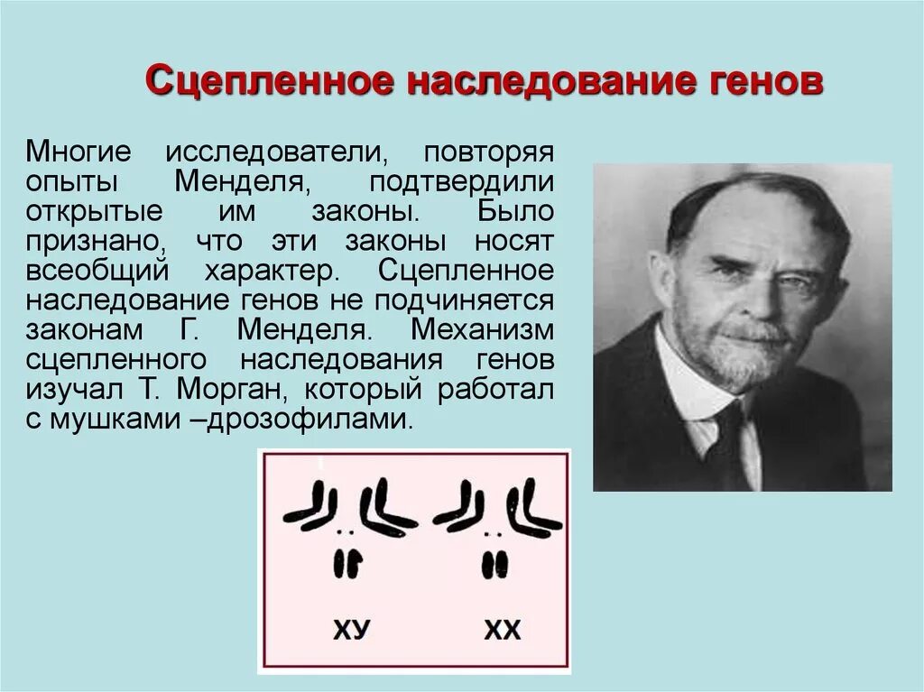 Закономерности наследования т моргана. Морган сцепленное наследование генов. Сцепленное наследование признаков 10кл. Хромосомная теория наследственности сцепленное наследование генов. Сцепленное наследование с кроссинговером.