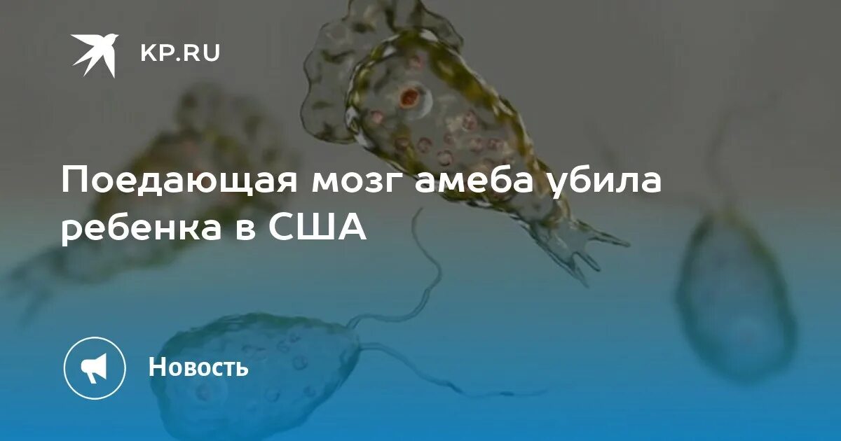 Амеба пожирающая мозг человека. Амеба поедающая мозг озерная. Амёба неклерия фоулера. Амеба неглерия фоулера. Неглерия фоулера (naegleria fowleri).