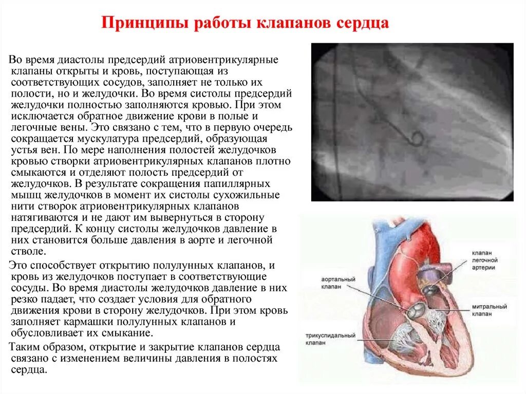 Почему открываются клапана. Принцип работы клапанов сердца. Принцип работы сердца. Закрытие клапанов сердца. Клапан в сердце не до конца закрывается.