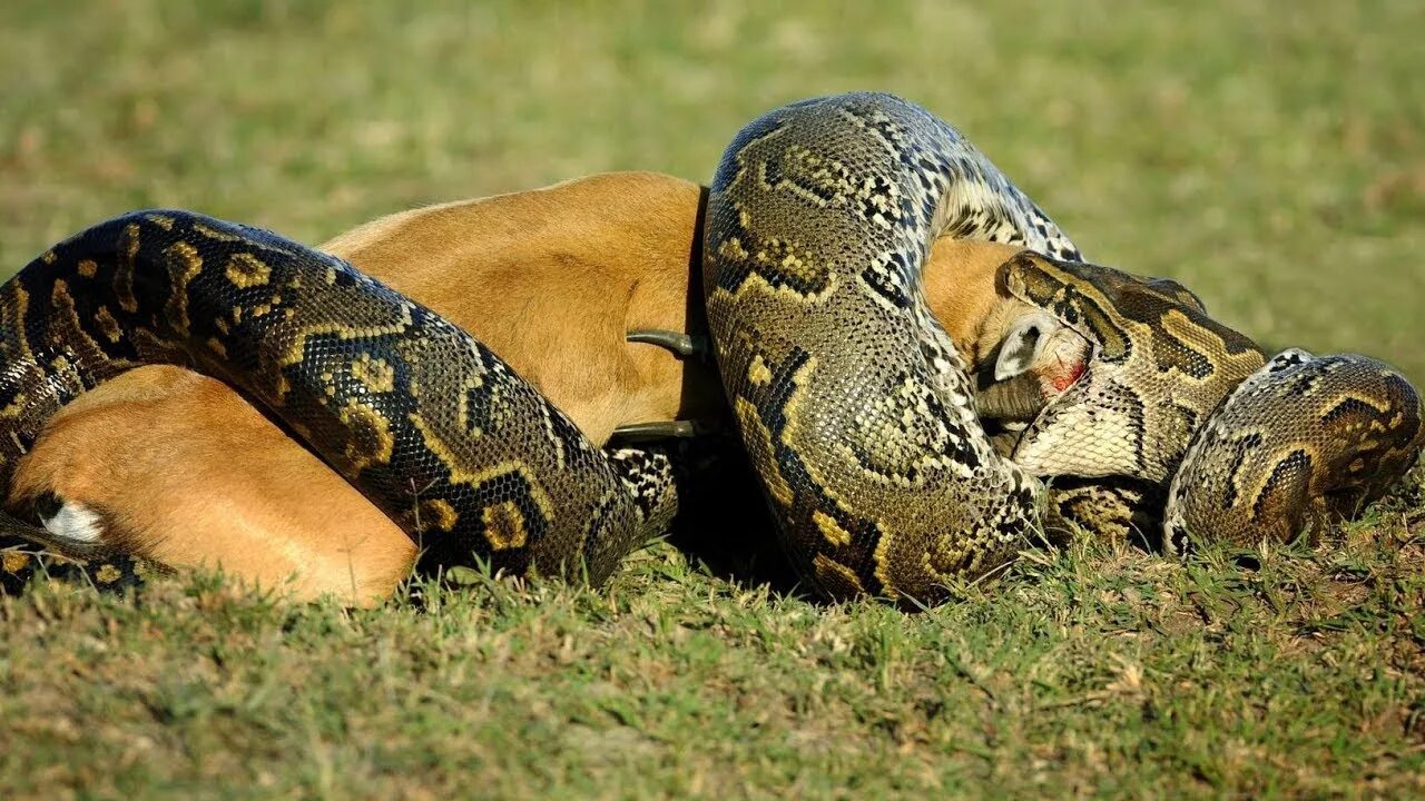 Анаконда python. Змея анаконда заглатывает питона.