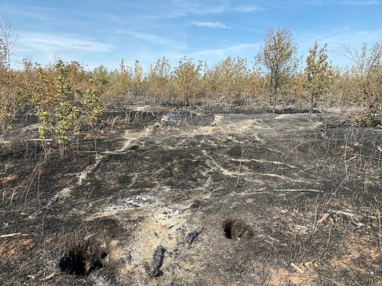 Крокус как выглядит после пожара. Сгоревшее дерево. Качкарка Оренбург. Экологический парк.
