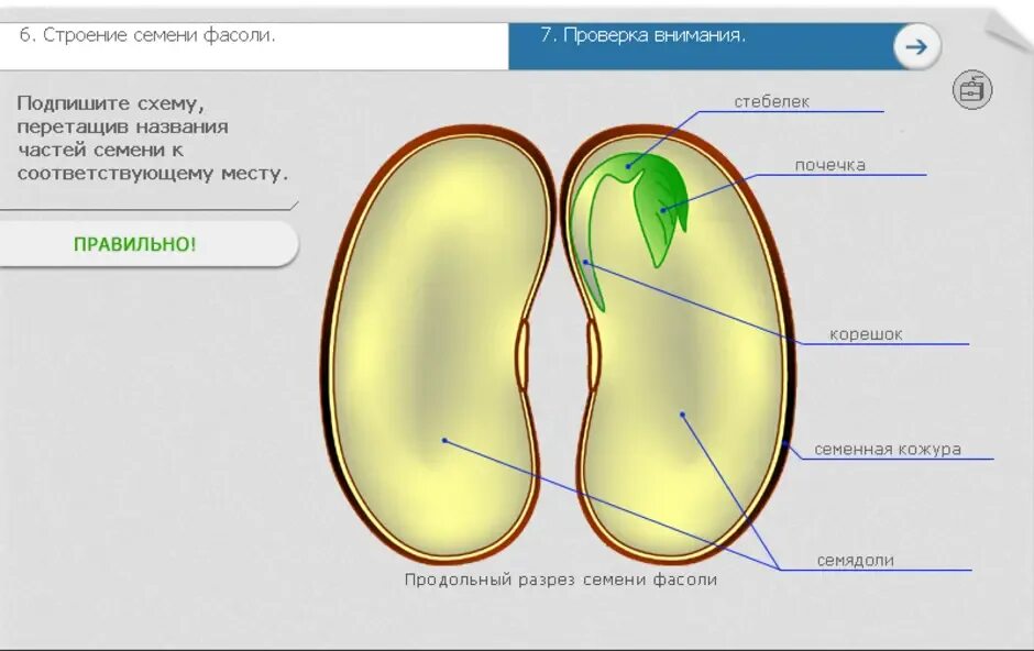 Из чего состоит семя биология. Строение семени двудольного растения фасоли рисунок. Строение семени двудольного растения фасоли. Строение зародыша семени фасоли. Семя фасоли и его строение.