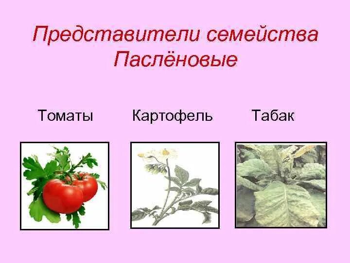 Человек разводит овощные культуры семейства пасленовые