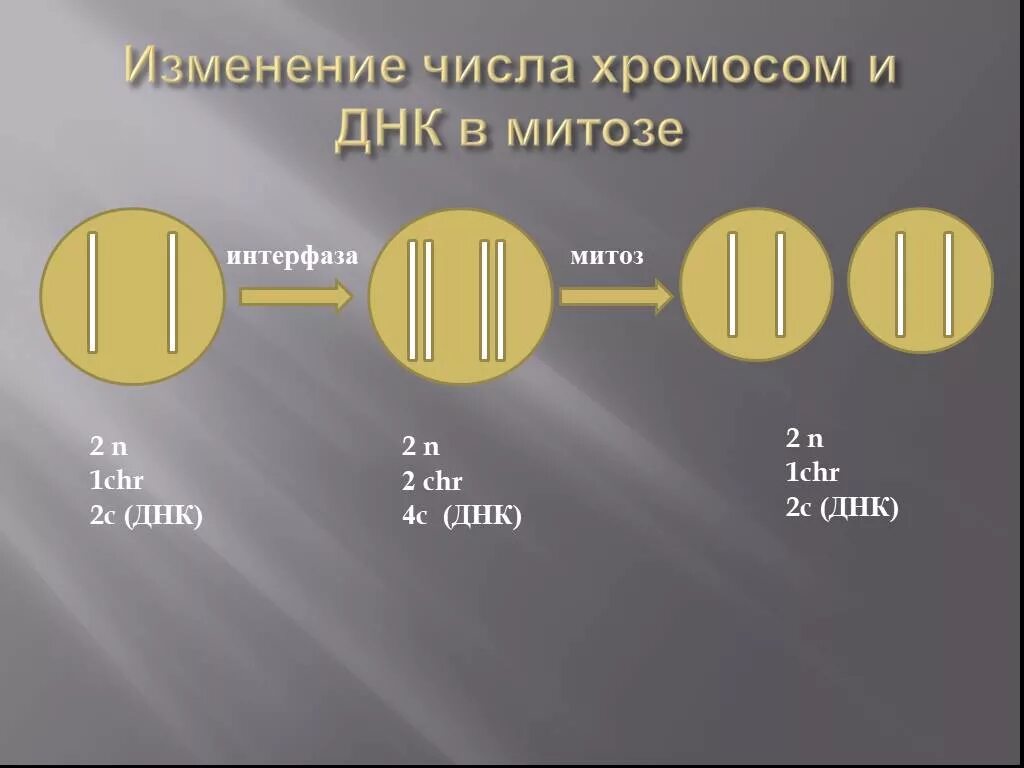 Конец интерфазы набор хромосом. Интерфаза количество хромосом и днк. набор хромосом в периоды интерфазы. интерфаза набор хромосом. интерфаза митоза.