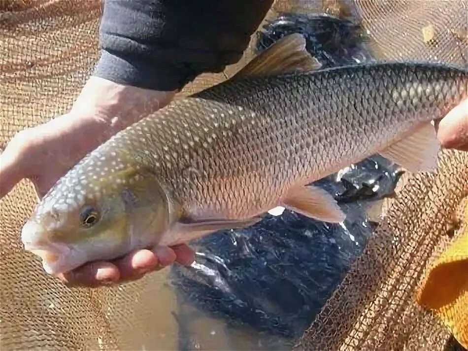 Молодь кутума выпустили в Каспийское море Ислам в Дагестане
