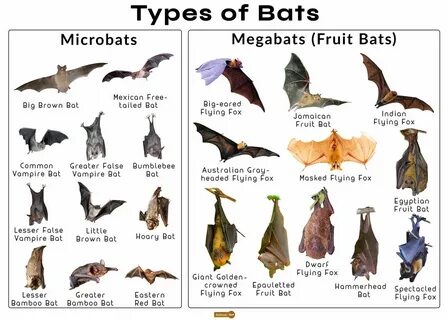 Bat перевод на русский