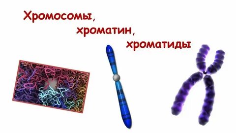 Двухроматидные хромосомы во время мейоза
