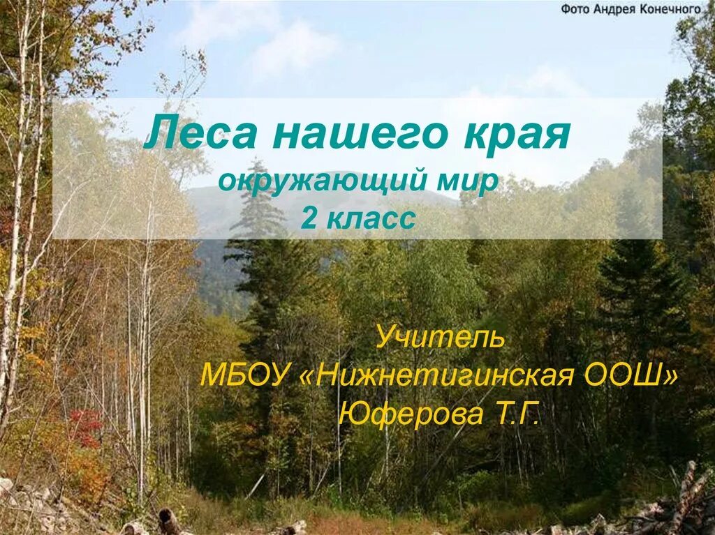 Какие леса в нашем крае