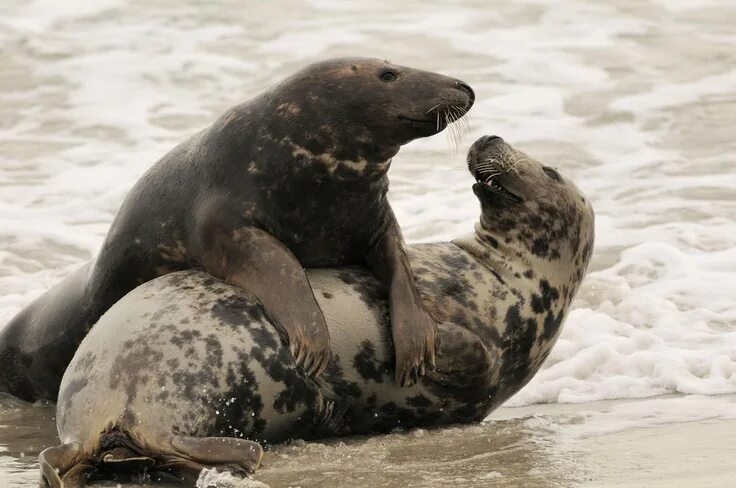Rescued Seals Swim Again Rescue, Riding helmets, Animals
