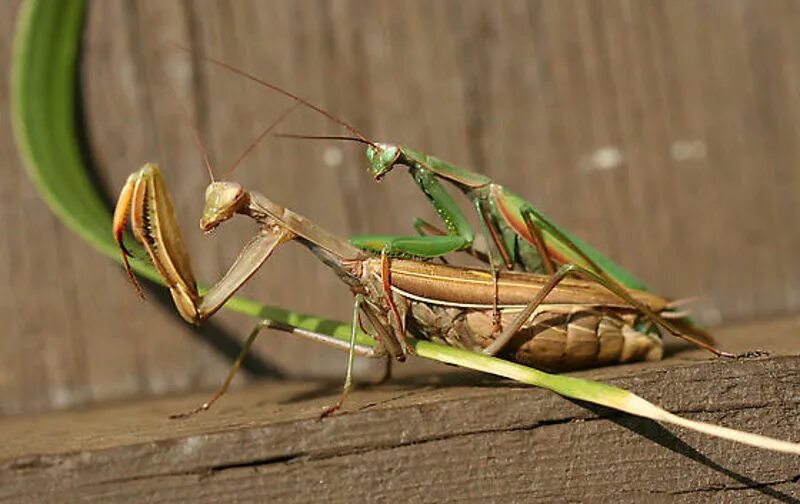 Самец богомола после спаривания. Богомолы и самки Богомолов. Богомол Mantis religiosa самка. Самка богомола спаривание. Спаривание Богомолов.