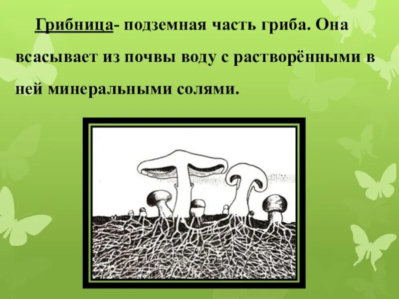 Грибы имеют корни. Грибница мицелий это 5 класс. Грибница гриба. Подземная часть гриба. Почвенные грибы.