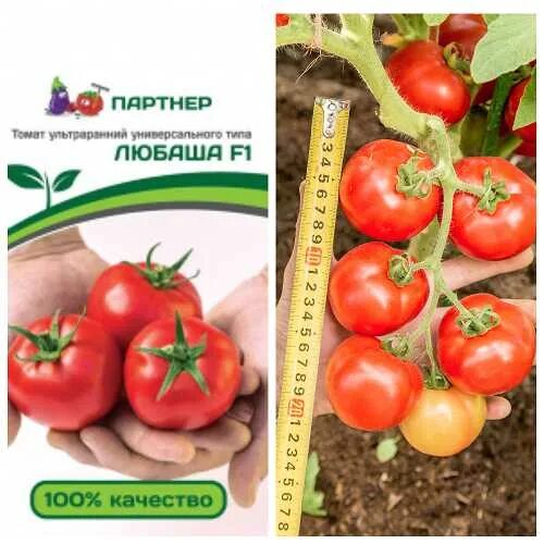Томат любаша характеристика. Томат любаша семена партнер. Сорт томатов любаша характеристика. Томат любаша характеристика и описание. Томат любаша f1.